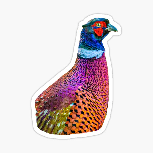 Item preview, A multi colour male Ring-necked Pheasant  designed and sold by OwlOccasions.