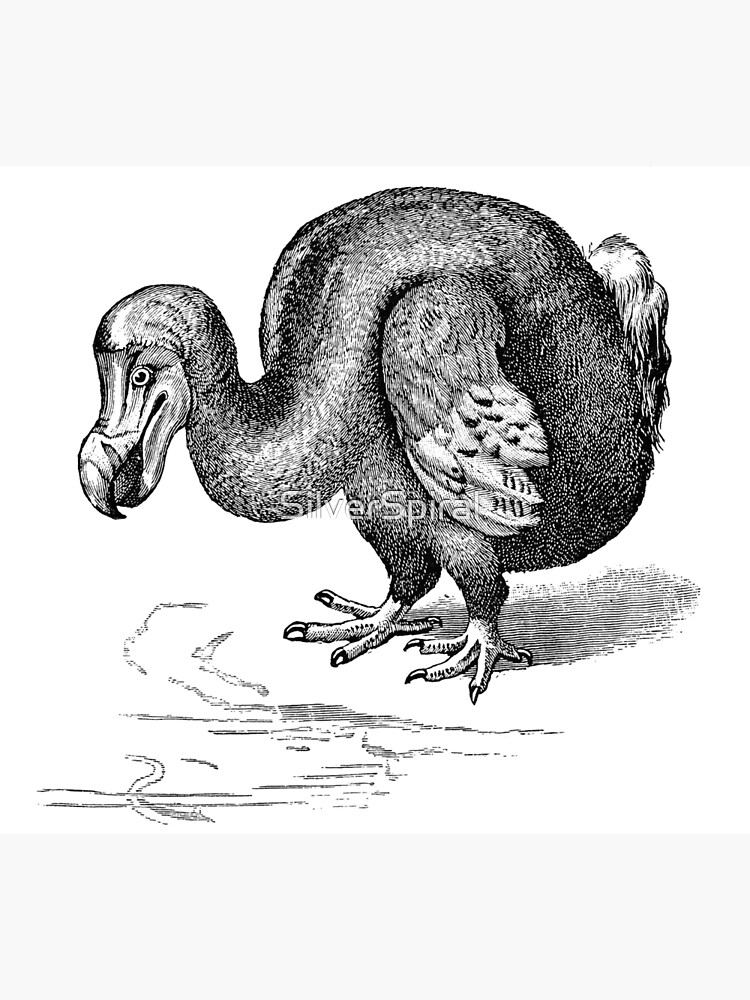 Dodo Skeletonvintage Illustration Black Bird White Ve 2277