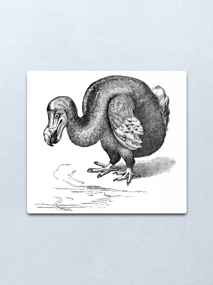 retro dodo