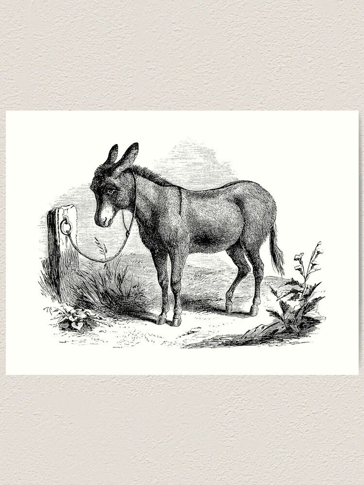 Vintage Domestic Donkey Illustration Retro 1800s Black and White