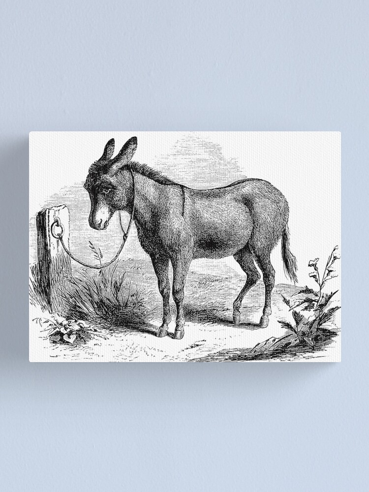 Vintage Domestic Donkey Illustration Retro 1800s Black and White