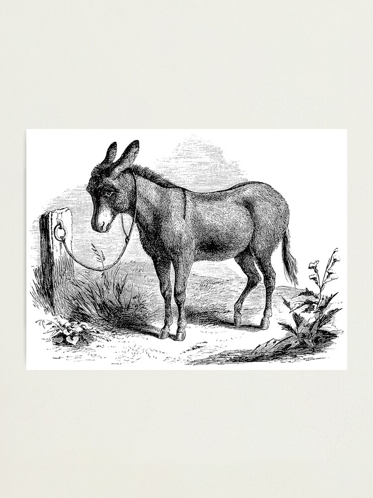 Vintage Domestic Donkey Illustration Retro 1800s Black and White