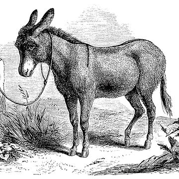 Vintage Domestic Donkey Illustration Retro 1800s Black and White