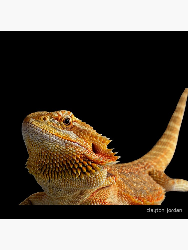 bearded dragon pillow