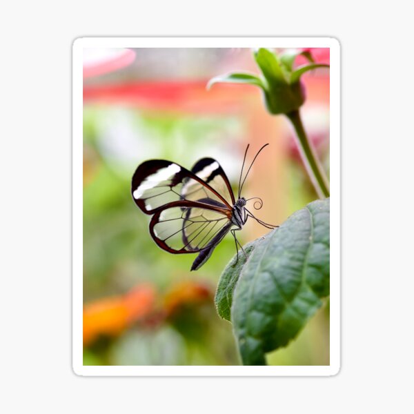 Glass Butterfly Sticker