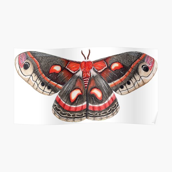 Cecropia Moth Wall Art Redbubble