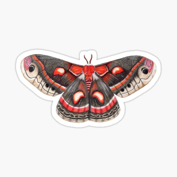 Cecropia Moth Sticker » Pip & Cricket