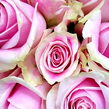 Artwork thumbnail, Pink Roses by SarahEmilyArt