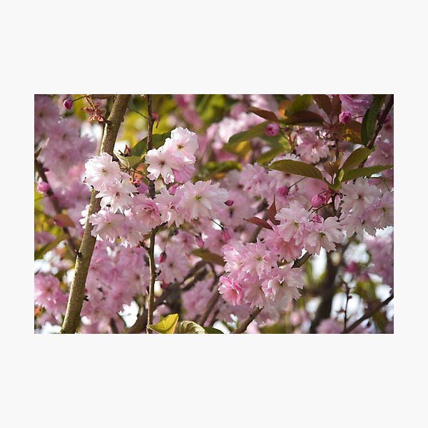 Item preview, Blossoming designed and sold by Johnny Griffin.