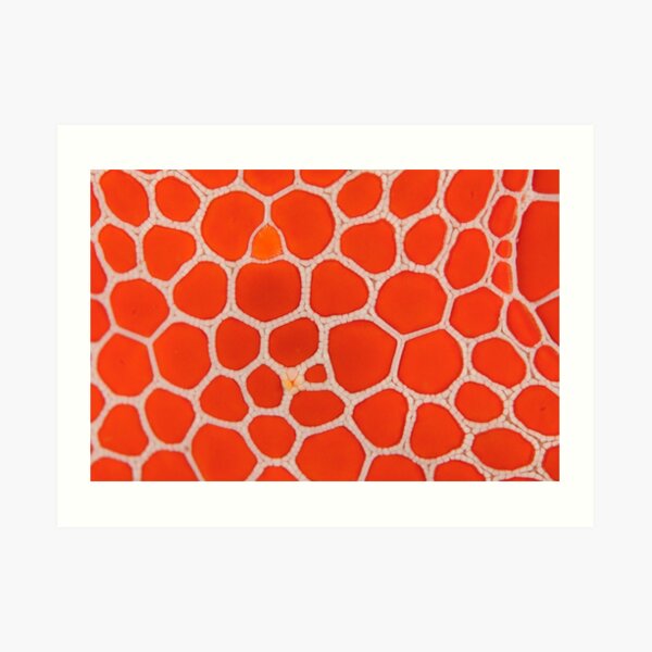 Red Brick Sea Star Macro Art Print