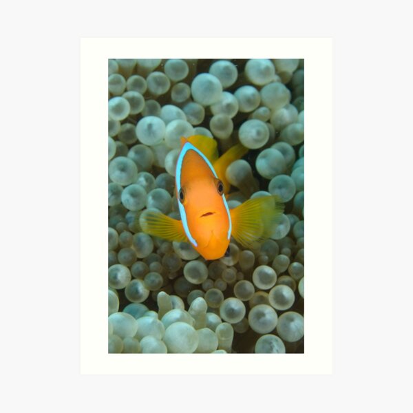 Black Anemonefish - Amphiprion melanopus Art Print