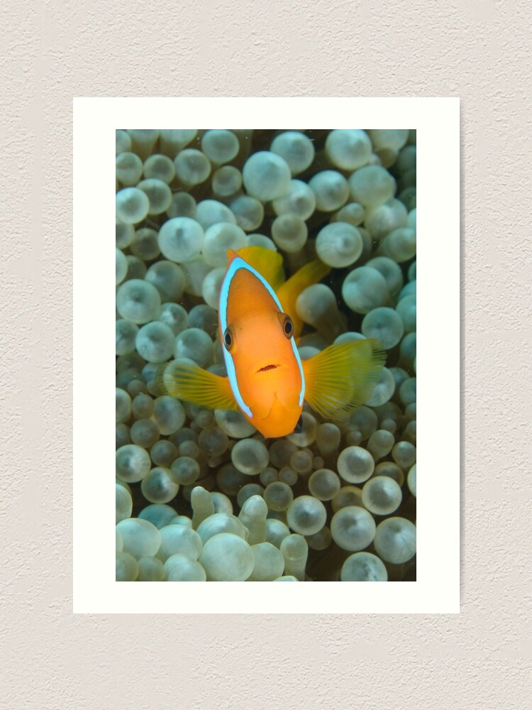 Alternate view of Black Anemonefish - Amphiprion melanopus Art Print