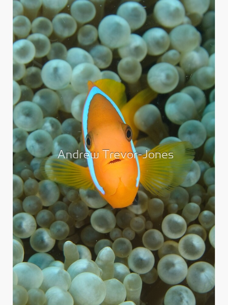 Black Anemonefish - Amphiprion melanopus by andrewtj