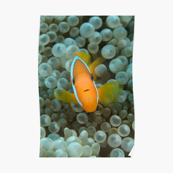 Black Anemonefish - Amphiprion melanopus Poster