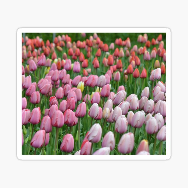 Tulip Field Sticker