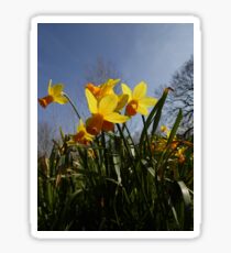 Daffodils Sticker