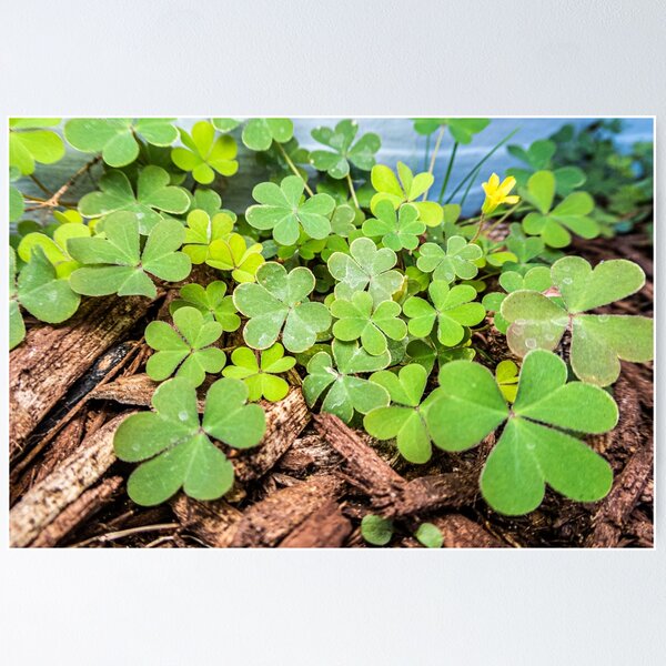 Item preview,  Macro of 3 Leaf Clovers designed and sold by KensLensDesigns.