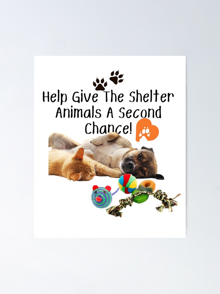 Animal Shelter Dogs Free To Good Home Mayo Help Give The Shelter