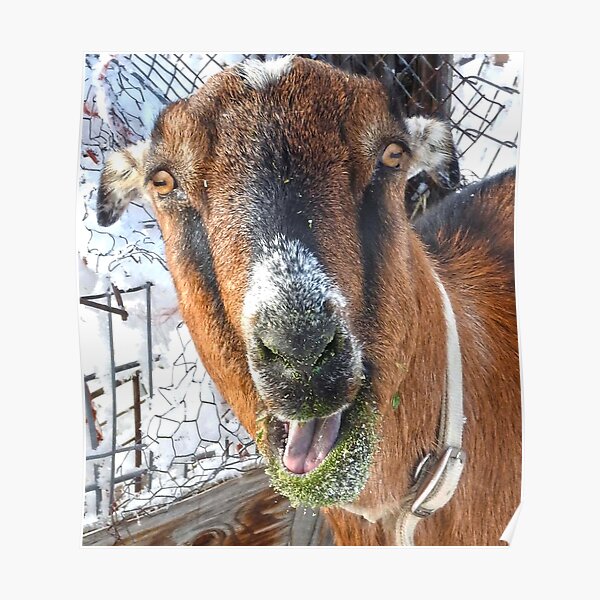 Poster Drole De Chevre Qui Tire La Langue Par 3bubblez Redbubble