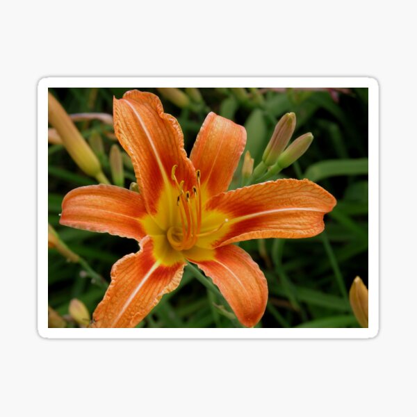 Nature's Firework Sticker