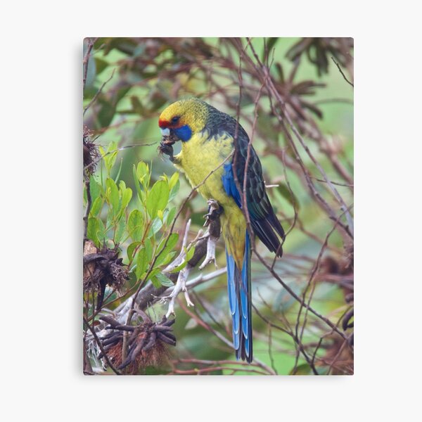 Item preview, PARROT ~ Green Rosella K8S5RGRK by David Irwin designed and sold by tasmanianartist.