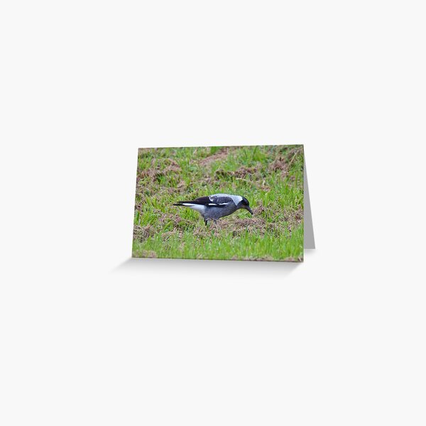 MAGPIE ~ Australian Magpie 25ENEMT6 by David Irwin Greeting Card