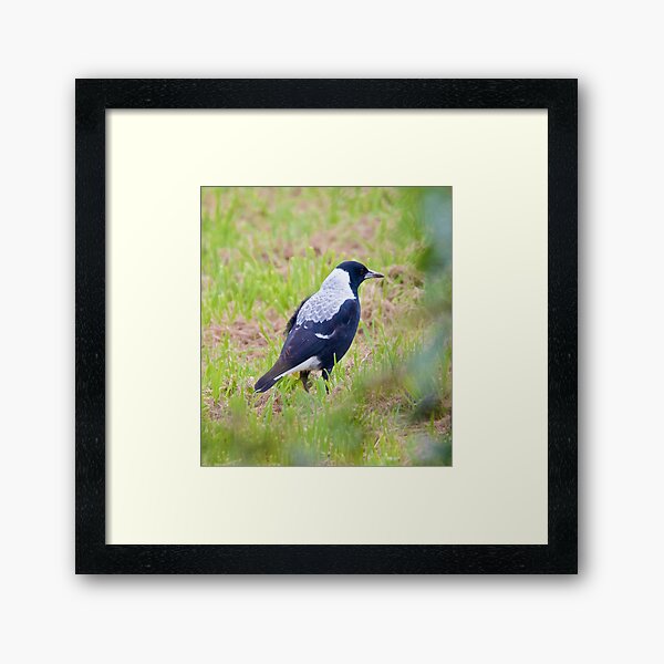Australian Magpie Framed Art Print
