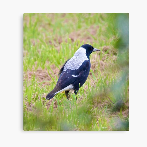 MAGPIE ~ Australian Magpie JMNN255E by David Irwin Canvas Print