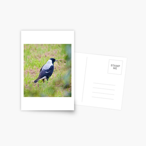 MAGPIE ~ Australian Magpie JMNN255E by David Irwin Postcard