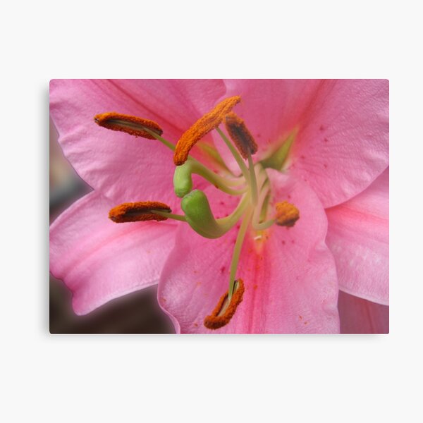 On The Defensive - Lily Supermacro Metal Print