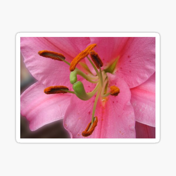 On The Defensive - Lily Supermacro Sticker