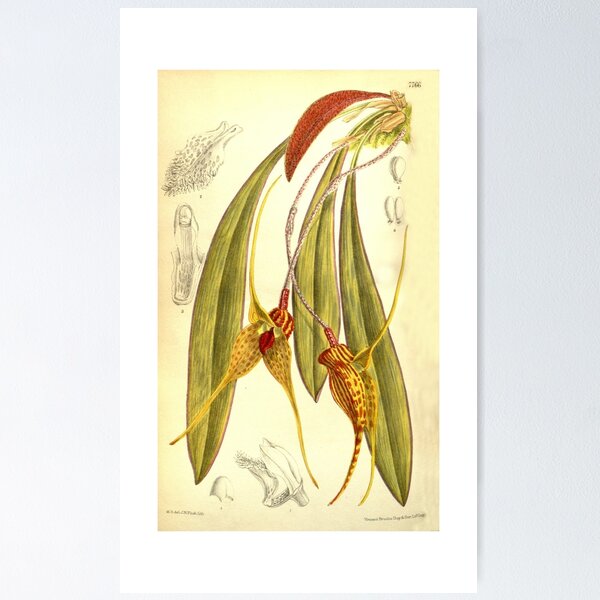 Item preview, Masdevallia caesia (as Masdevallia deorsum) Curtis' 127 (Ser. 3 no. 57) pl. 7766(1901) designed and sold by EsotericBotanic.