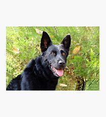 Black German Shepherd Photographic Print