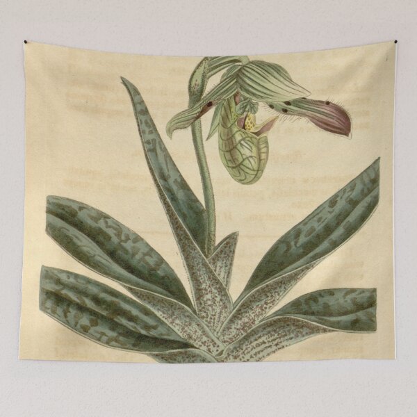 Item preview, Paphiopedilum venustum (as Cypripedium venustum) Curtis' 47 pl. 2129 (1820) designed and sold by EsotericBotanic.