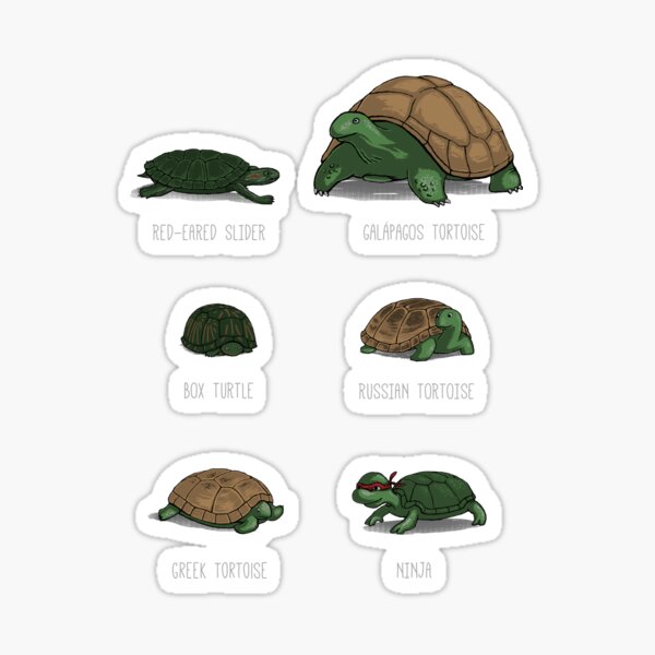 Know Your Turtles Sticker