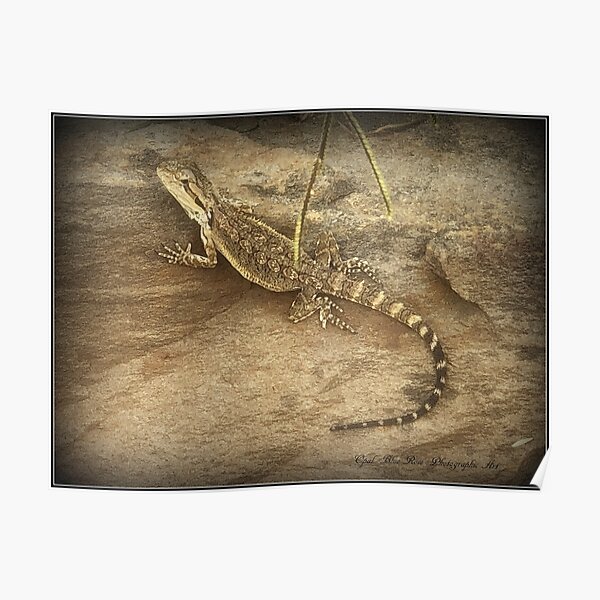 LIZARD ON A ROCK Poster