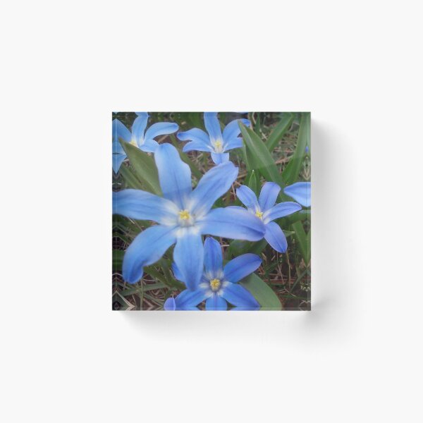 Item preview, Blue Flowers designed and sold by DuskWingArts.