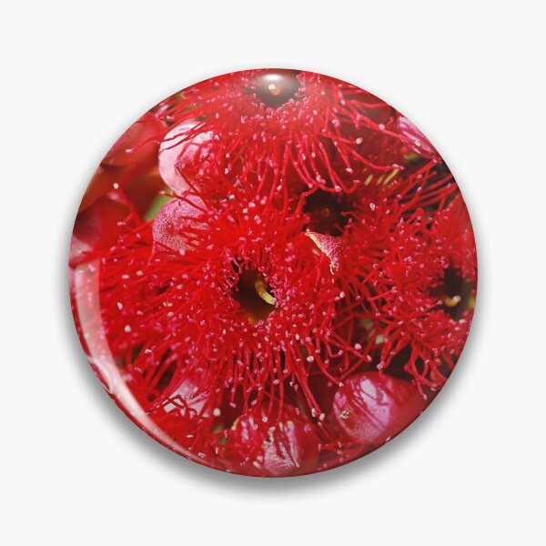 Item preview, Eucalyptus Red Flowers Of Corymbia Ficifolia  designed and sold by Joy Watson - Natural Light Photography .