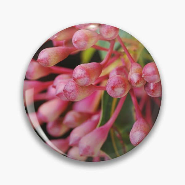 Item preview, Corymbia Ficifolia Eucalyptus Red In Buds designed and sold by Joy Watson - Natural Light Photography .