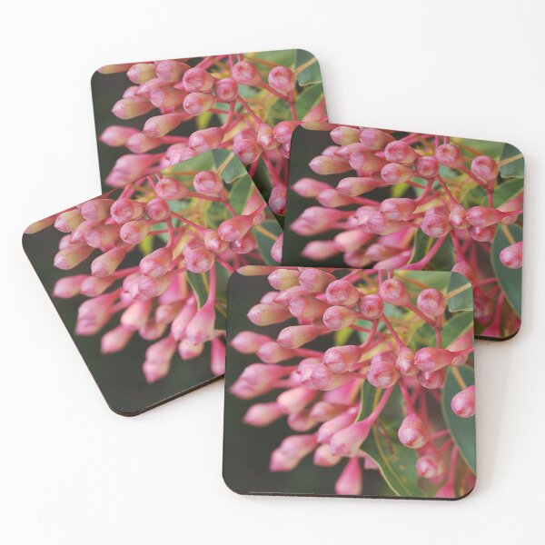 Item preview, Corymbia Ficifolia Eucalyptus Red In Buds designed and sold by Joy Watson - Natural Light Photography .