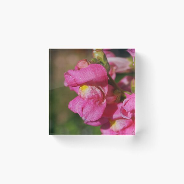 Item preview, Pink Snapdragon Flower Kamikaze designed and sold by Joy Watson - Natural Light Photography .