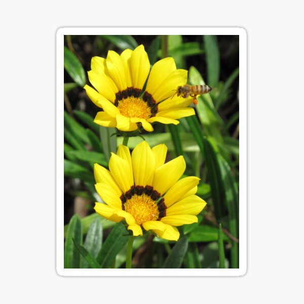 A bee in a Sunflower Sticker