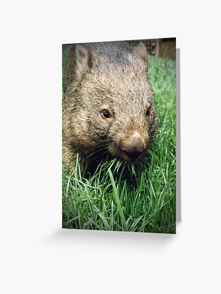 Wombat Australian Greeting Card Blank Inside