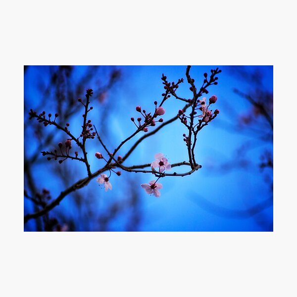 Item preview, Blossom in Blue designed and sold by Vicki Field.
