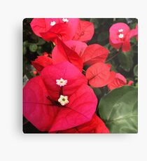 Bougainville Metal Print