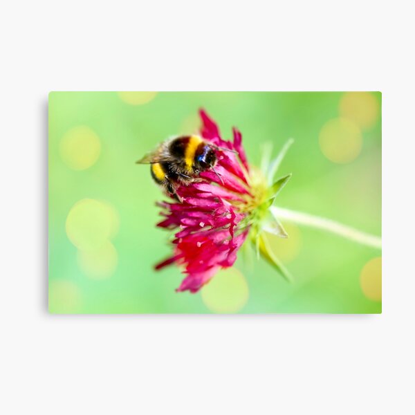 Bumblebee at work Canvas Print