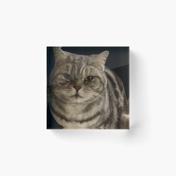 Item preview, molly   “Sniff Sniff”  British short hair,silver tabby  designed and sold by Angela Haig-Harrison.