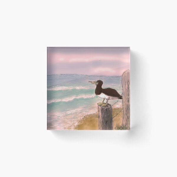 Booby bird - sunset Acrylic Block