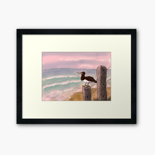 Booby bird - sunset Framed Art Print