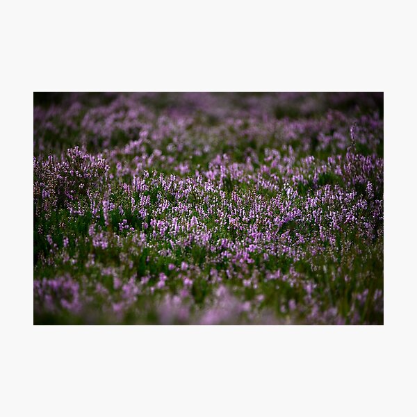 Item preview, Amazing Heather designed and sold by Svetlana Sewell.